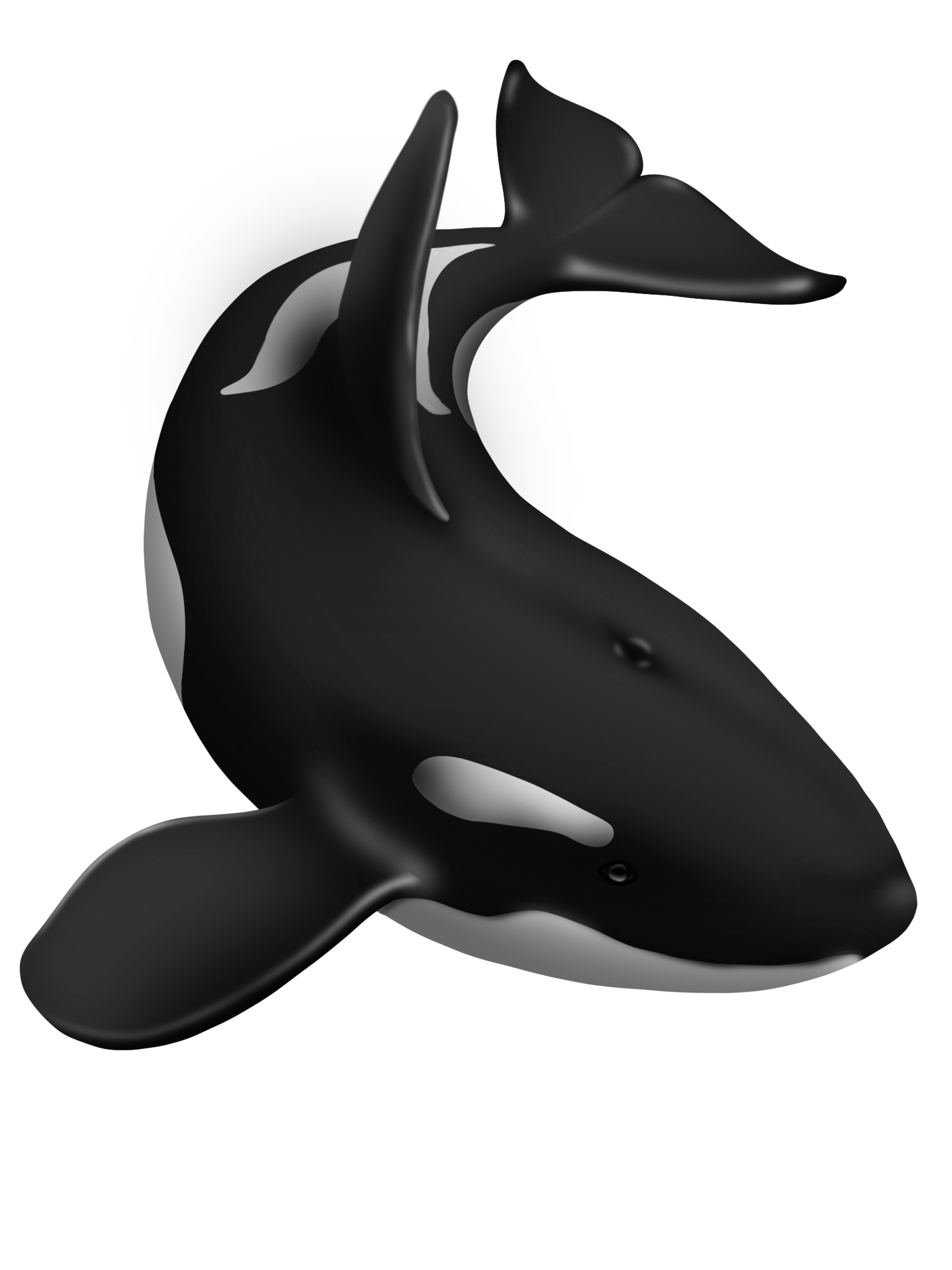 A82BC1EA-01A0-428C-9286-50AE7E0DA453-Orca1_Tala